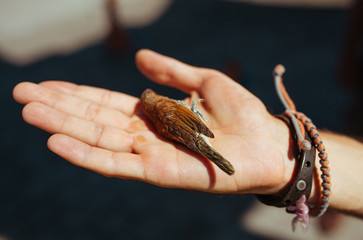 Brown sparrow in the mans hand in sunny day