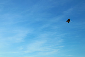 Fototapeta na wymiar single seagull flying over the sea in the blue sky