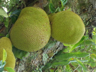 Guanabana fruit