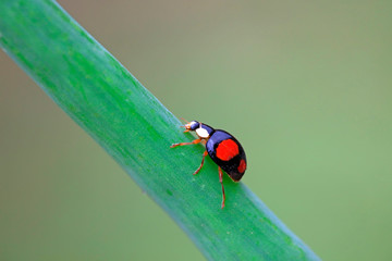 Lady beetles on plant leaves