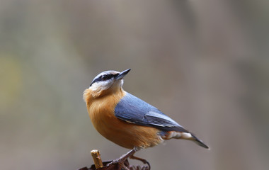 Nuthatch examines the surroundings with a sure gaze sitting on a blurry background of uncertain color ...