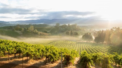 Vineyard landscape in morning mist