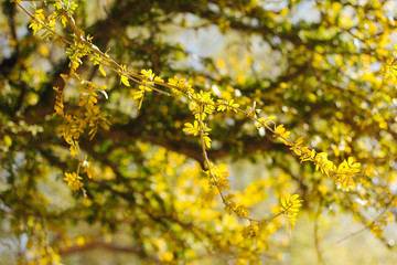 naturaleza
