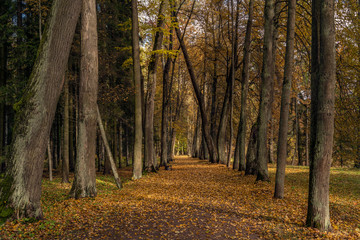 Obraz premium Golden autumn in Pavlovsk Park. Pavlovsk, Saint Petersburg, Russia