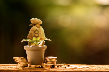 Farming the tree as a money bag in flower pot with growing value and coin put on the wood on...