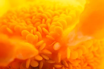 Washable wall murals Macro photography Yellow pepper with seeds inside is macro