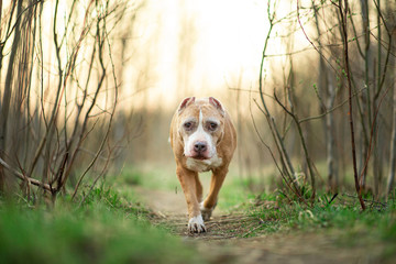 Staffordshire Bull Terrier walking on lonely road in forest