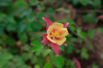 garden columbine flowers