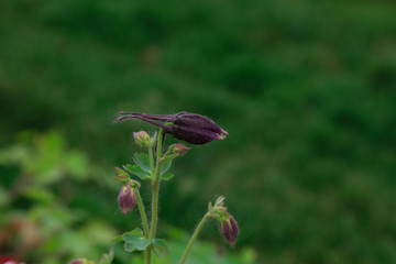 garden columbine flowers
