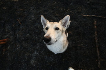 Calm curious lonely Shepherd dog standing against dirt road in sunlight