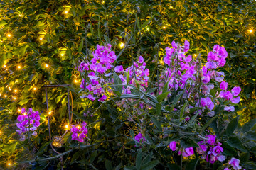 Naklejka premium Wild sprawling pink vetch (Vicia) in a garden. In the background you can see ivy with many little lamps, which glows in the dusk.