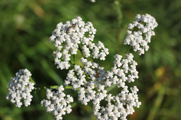 Bush plants with small white flowers