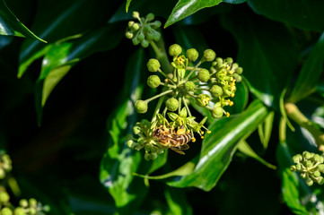 Macro shot of a bee sitting on the blossoms of an ivy and sucking nectar with its proboscis.