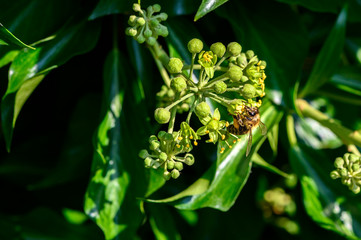 Macro shot of a bee sitting on the blossoms of an ivy and sucking nectar with its proboscis.