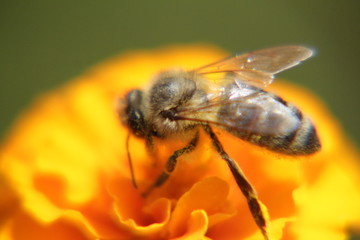 bee and flower