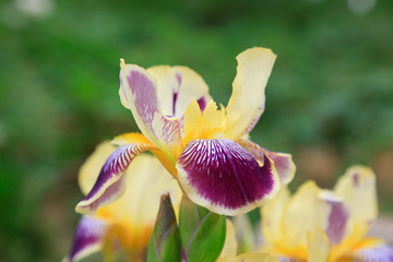 iris flowers