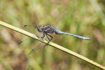 Orthetrum chrysostigma the epaulet skimmer is a grayish-blue dragonfly very common in stagnant waters in Andalucia like to perch in reeds along the shore