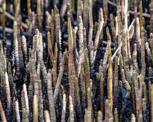 Mangrove roots - finger like roots pointing up out of the water
