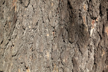 Lebanese Cedar Bark