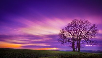 Trees on a grass covered field with the colorful sky