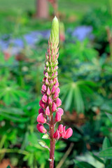 Lupine flowers in the botanical garden