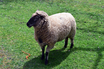 Fototapeta premium sheep stand in green pasture