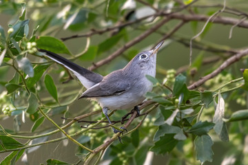 Tufted titmouse sits on a branch singing - small gray bird