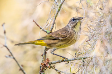 Palm warbler in winter grounds - Florida