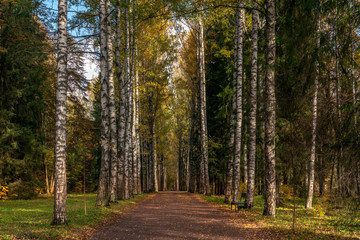 Fototapeta premium Golden autumn in Pavlovsk Park. Pavlovsk, Saint Petersburg, Russia