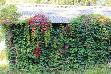 Fototapeta na wymiar Forest house overgrown with grapes