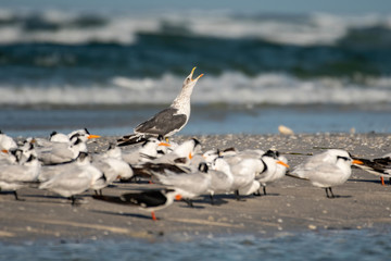 Lesser black backed gull in a flock of terns on the beach