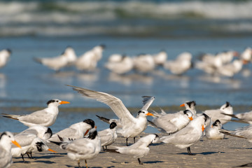 Royal terns on the beach at the Gulf of Mexico in Florida