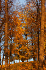 Fototapeta premium Golden autumn in the park: maples with yellow leaves on a background of blue sky