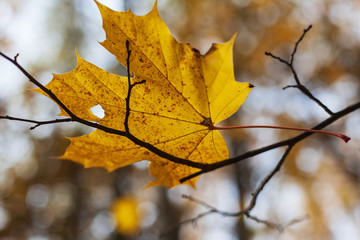 Close-up autumn leaf of maple on the natural blurred background with bokeh