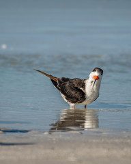 Black skimmer wading along the water's edge