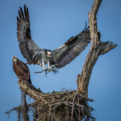 Osprey Landing