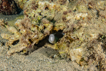 Obraz na płótnie Canvas Moray eel Mooray lycodontis undulatus in the Red Sea, eilat israel