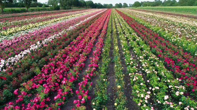 Luftaufnahme von bunten Rosenfeldern im Herbst