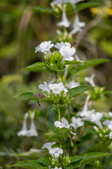 Small white trumpet flowers - Florida