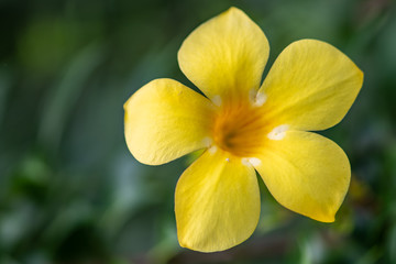 Fototapeta premium Allamandas in full bloom - Florida