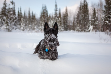 Scottish terrier is posing in a snow