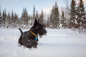 Scottish terrier is posing in a snow