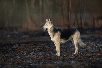 Big dog running on meadow at countryside