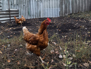 breeding of domestic chickens