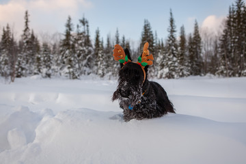 Scottish terrier is posing in a snow