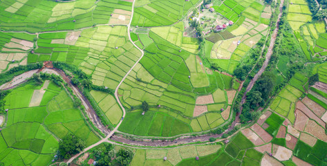 Aerial view of the green rice field landscape different pattern at morning in the northern thailand
