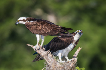 Pair of Ospreys