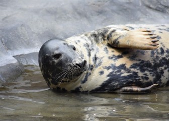 Gray seal (Halichoerus grypus) lying on shallow water