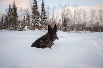 Scottish terrier is posing in a snow
