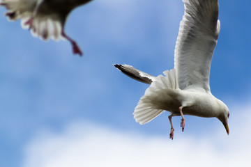 Seagulls in flight